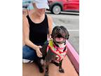 Matilda, Terrier (unknown Type, Small) For Adoption In Ft. Lauderdale, Florida