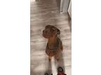 Dexter, Doberman Pinscher For Adoption In Albuquerque, New Mexico
