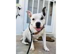Wailer, American Staffordshire Terrier For Adoption In Sunset Beach, California