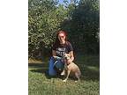 Sparrow, American Staffordshire Terrier For Adoption In Norristown, Pennsylvania
