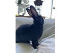 Jack, Flemish Giant For Adoption In West Palm Beach, Florida