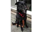 Buddy, Schnauzer (giant) For Adoption In Grovertown, Indiana