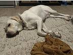 Knox, Labrador Retriever For Adoption In Amherst, Massachusetts