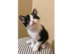Lemer, Domestic Shorthair For Adoption In Knoxville, Tennessee