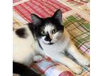 Freedom, Domestic Shorthair For Adoption In Knoxville, Tennessee
