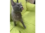 Ziggy, Domestic Shorthair For Adoption In Fairfield, Illinois