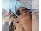 Boxer DOG FOR ADOPTION RGADN-1221241 - Zeke - Boxer (short coat) Dog For