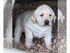 Labrador Retriever PUPPY FOR SALE ADN-834998 - AKC Labs