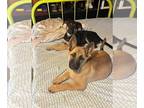 German Shepherd Dog PUPPY FOR SALE ADN-835062 - German Shepherd Litter of 9