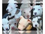 American Bully PUPPY FOR SALE ADN-835061 - Blue Nose Pups for Sale