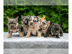French Bulldog PUPPY FOR SALE ADN-835171 - Gorgeous French Bulldog Puppies