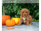 Poodle (Miniature) PUPPY FOR SALE ADN-835079 - Stunning litter of Mini Poodle
