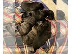 Dutch Shepherd Dog PUPPY FOR SALE ADN-835064 - Six adorable Dutch Shepherd