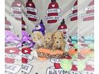 Poodle (Toy) PUPPY FOR SALE ADN-835056 - Toy poodles ready Nov 1st 2024