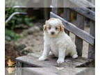 Pom-A-Poo PUPPY FOR SALE ADN-835001 - Adorable Pomapoo Puppies