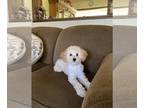 YorkiePoo PUPPY FOR SALE ADN-834988 - Yorkiepoo