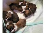 Boxer PUPPY FOR SALE ADN-835081 - Litter of 7 flashy brindle