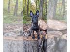 Belgian Malinois PUPPY FOR SALE ADN-835068 - Whiskey litter