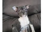 Chihuahua PUPPY FOR SALE ADN-834984 - Tuxedo Male Chihuahua