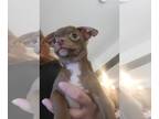 Chihuahua PUPPY FOR SALE ADN-834983 - Chocolate and Tan Male Chihuahua