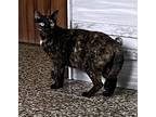 Delia, Domestic Shorthair For Adoption In Framingham, Massachusetts