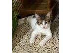 Jimmy, Domestic Shorthair For Adoption In Framingham, Massachusetts