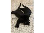 Danny, Domestic Shorthair For Adoption In Framingham, Massachusetts