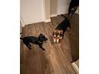 Capri (us, Ns), American Staffordshire Terrier For Adoption In Langley