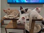 Cholula, Siamese For Adoption In San Antonio, Texas