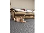 Clementine Kitten, Domestic Shorthair For Adoption In Rockaway, New Jersey