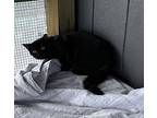 Reese, Domestic Shorthair For Adoption In Jackson, Georgia