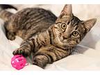 Morgan, Domestic Shorthair For Adoption In Ocean Springs, Mississippi