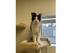 Bourg, Domestic Shorthair For Adoption In Fort Collins, Colorado