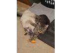 Grump, Domestic Shorthair For Adoption In Fort Collins, Colorado