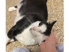 Sasha Was Pearl, Domestic Shorthair For Adoption In Valley Park, Missouri