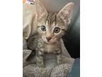 Humphrey The Gentle, Tabby For Adoption In Wimauma, Florida