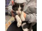 Dots, Domestic Shorthair For Adoption In Burlington, Iowa