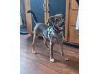 Hamlet $475, Schnauzer (standard) For Adoption In West Milwaukee, Wisconsin