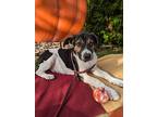Jeremy, Labrador Retriever For Adoption In Kalamazoo, Michigan