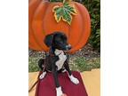 Elena, Labrador Retriever For Adoption In Kalamazoo, Michigan