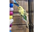 Enzo And Cavin, Parakeet - Other For Adoption In Edinburg, Pennsylvania