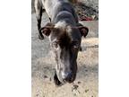 Rowan, American Pit Bull Terrier For Adoption In Indianapolis, Indiana