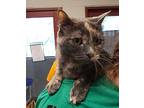 Lilly, Domestic Shorthair For Adoption In Slidell, Louisiana
