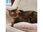 Baron, Domestic Shorthair For Adoption In Slidell, Louisiana