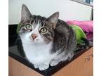 Chai, Domestic Shorthair For Adoption In Battle Creek, Michigan