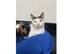 Zahara, Domestic Shorthair For Adoption In Battle Creek, Michigan
