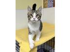 Uno, Domestic Shorthair For Adoption In Battle Creek, Michigan
