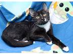 Radar, Domestic Shorthair For Adoption In Tierra Verde, Florida