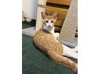 Gomez, Domestic Shorthair For Adoption In Phillipsburg, New Jersey