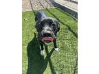 Sallie, Labrador Retriever For Adoption In Evansville, Indiana